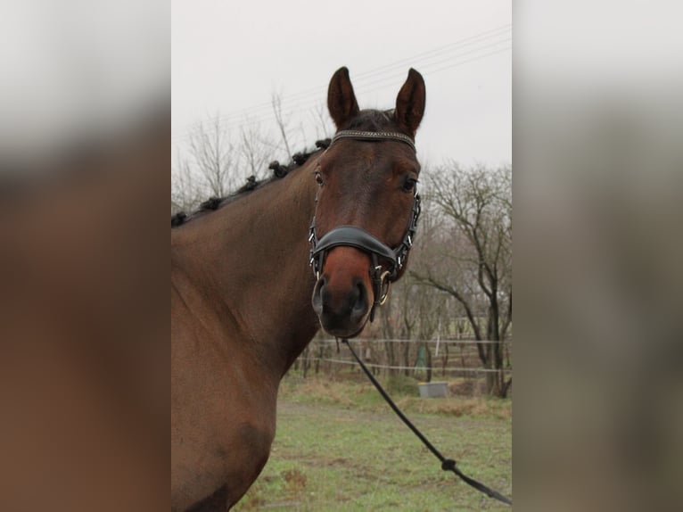 Hanoverian Mare 6 years 17 hh Brown in Budy Mszczonowskie