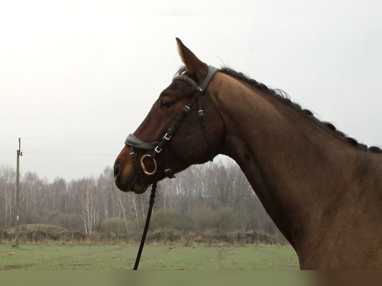 Hanoverian Mare 6 years 17 hh Brown in Budy Mszczonowskie