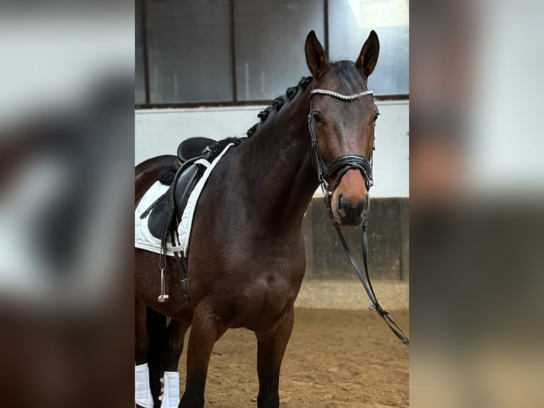 Hanoverian Mare 6 years 17 hh Brown in Anschau