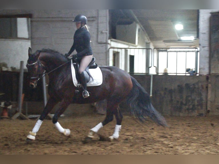 Hanoverian Mare 6 years 17 hh Brown in Anschau