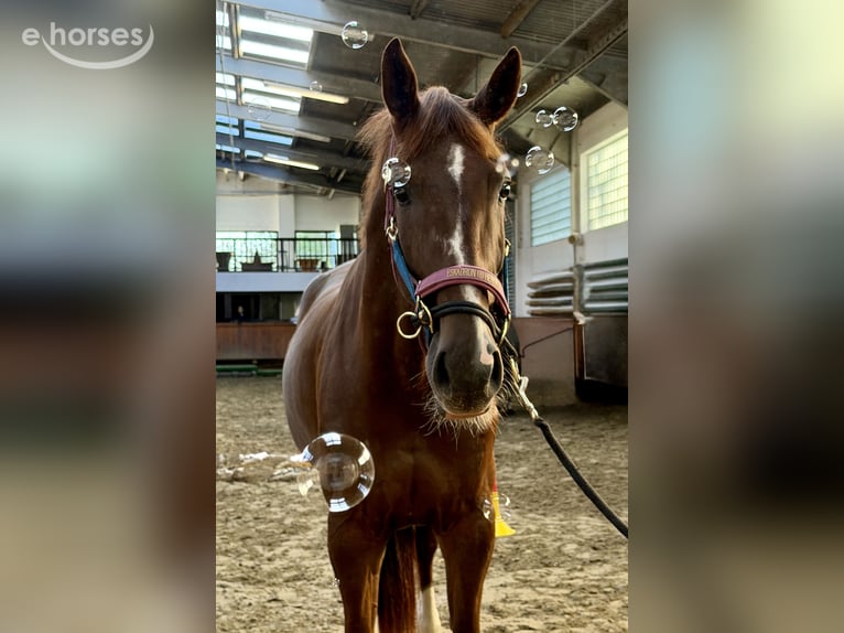 Hanoverian Mare 6 years 17 hh Chestnut in EnnepetalEnnepetal