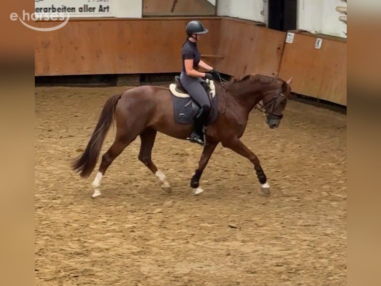 Hanoverian Mare 6 years 17 hh Chestnut in EnnepetalEnnepetal