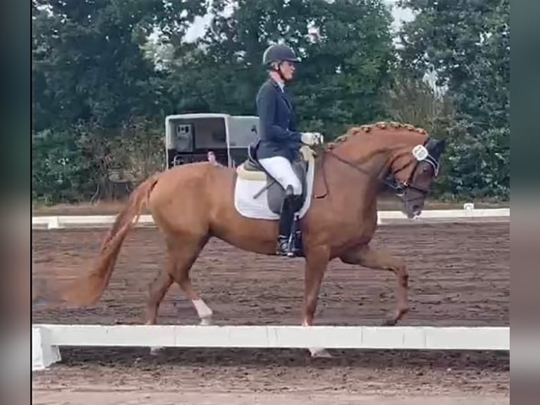 Hanoverian Mare 6 years 17 hh Chestnut-Red in Bawinkel