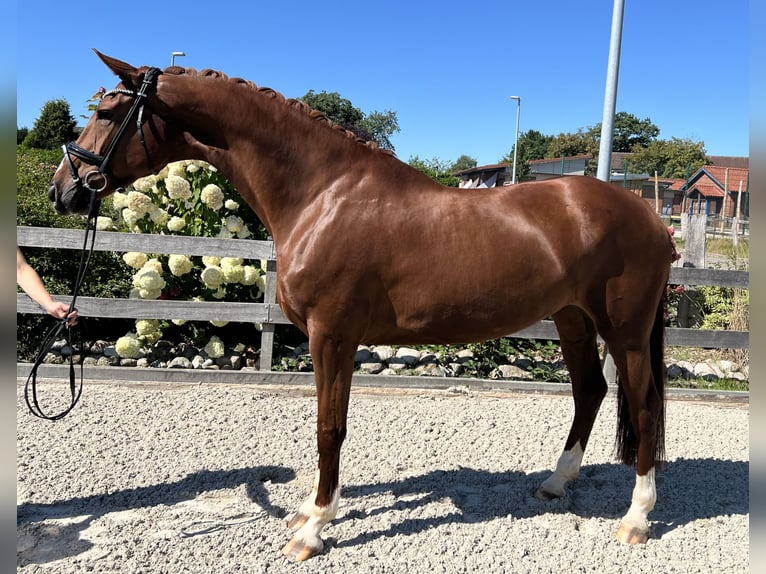 Hanoverian Mare 6 years 17 hh Chestnut-Red in Bargstedt