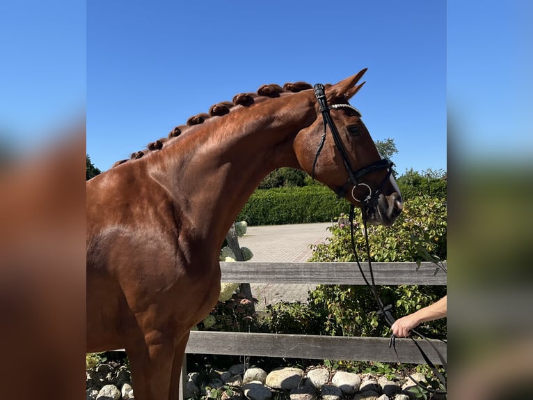 Hanoverian Mare 6 years 17 hh Chestnut-Red in Bargstedt