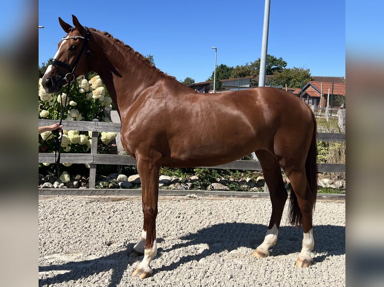 Hanoverian Mare 6 years 17 hh Chestnut-Red in Bargstedt