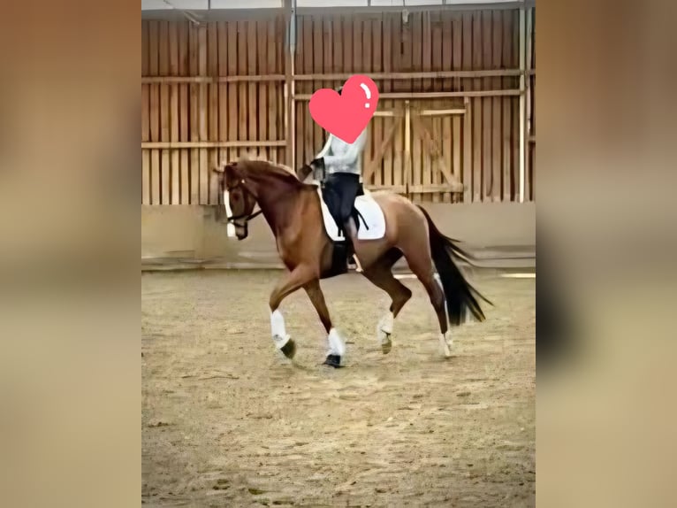 Hanoverian Mare 6 years 17 hh Chestnut-Red in Hemslingen