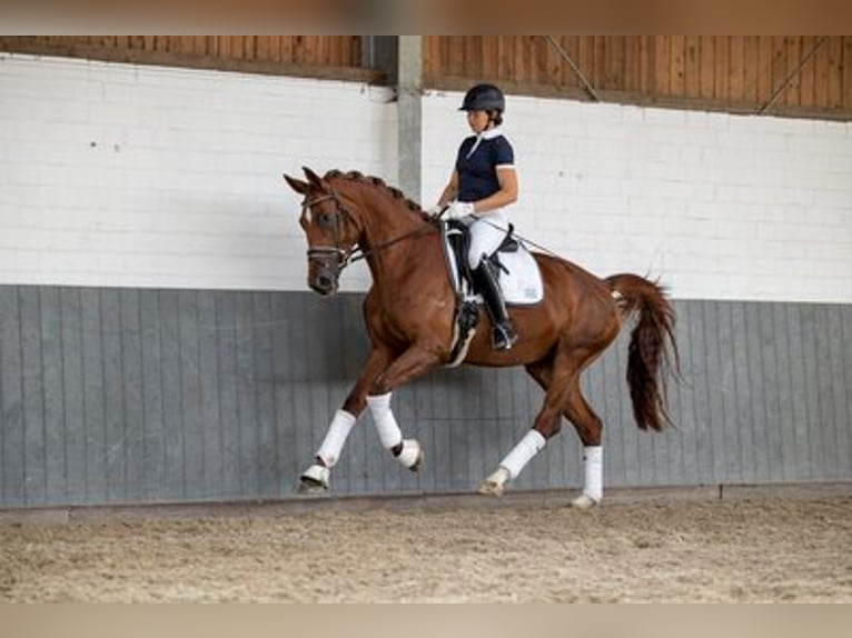 Hanoverian Mare 6 years 17 hh Chestnut-Red in Kathendorf