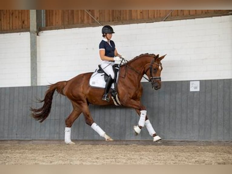 Hanoverian Mare 6 years 17 hh Chestnut-Red in Kathendorf