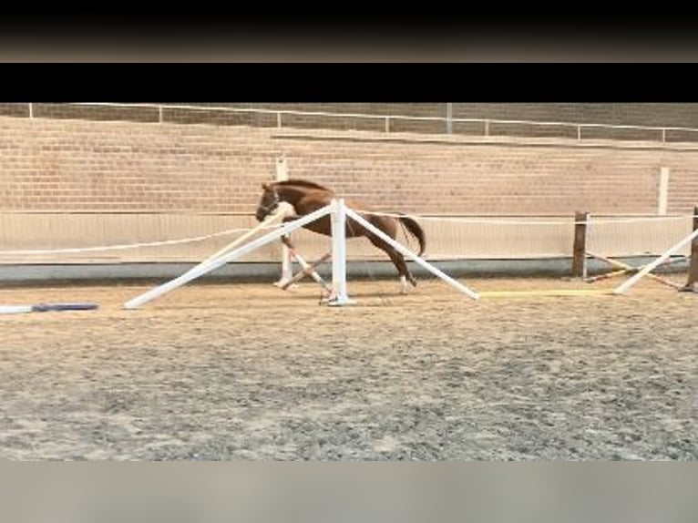 Hanoverian Mare 6 years 17 hh Chestnut-Red in ZülpichZülpich