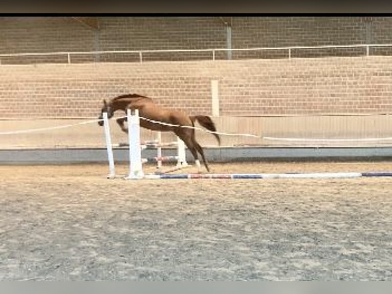 Hanoverian Mare 6 years 17 hh Chestnut-Red in ZülpichZülpich