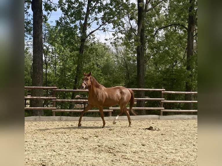 Hanoverian Mare 6 years 17 hh Chestnut-Red in ZülpichZülpich