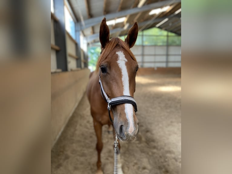 Hanoverian Mare 6 years 17 hh Chestnut-Red in Geestland