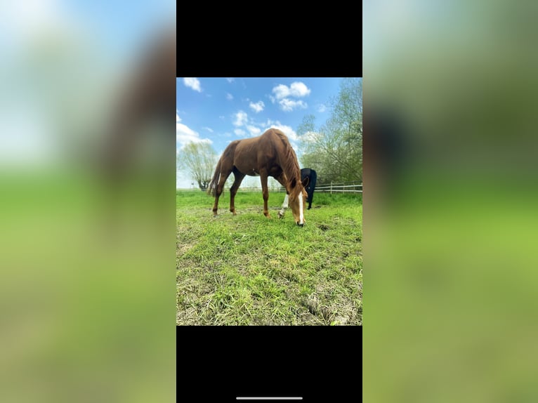 Hanoverian Mare 6 years 17 hh Chestnut-Red in Geestland