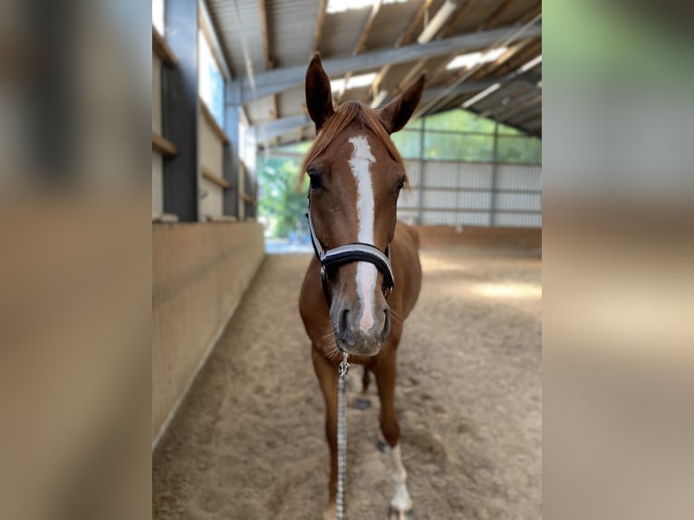 Hanoverian Mare 6 years 17 hh Chestnut-Red in Geestland
