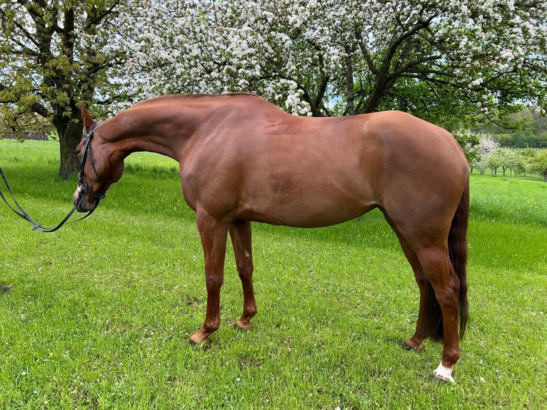 Hanoverian Mare 6 years 17 hh Chestnut-Red in Hungen