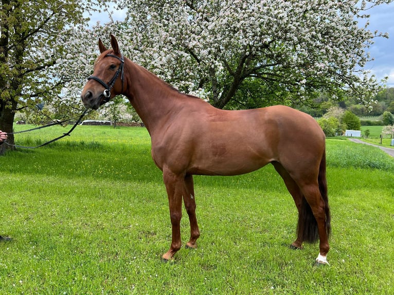 Hanoverian Mare 6 years 17 hh Chestnut-Red in Hungen