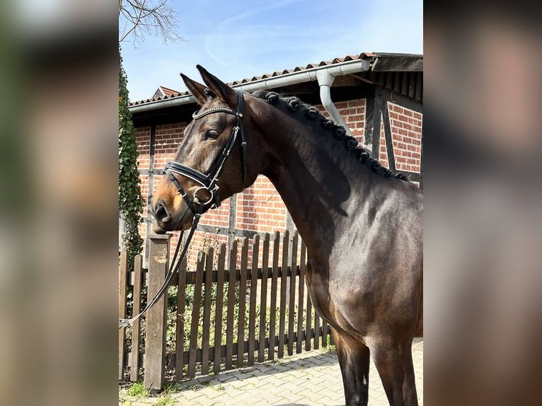 Hanoverian Mare 6 years 17 hh in Telgte