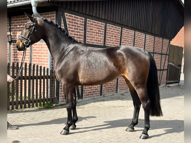 Hanoverian Mare 6 years 17 hh in Telgte