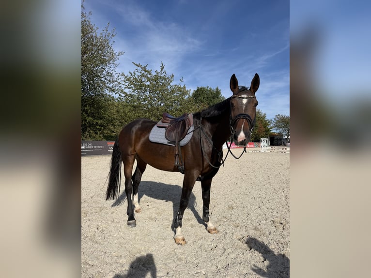 Hanoverian Mare 6 years 17 hh  in Glashütte
