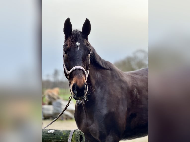 Hanoverian Mare 6 years 17 hh Smoky-Black in Bockhorn Ellenserdammersiel