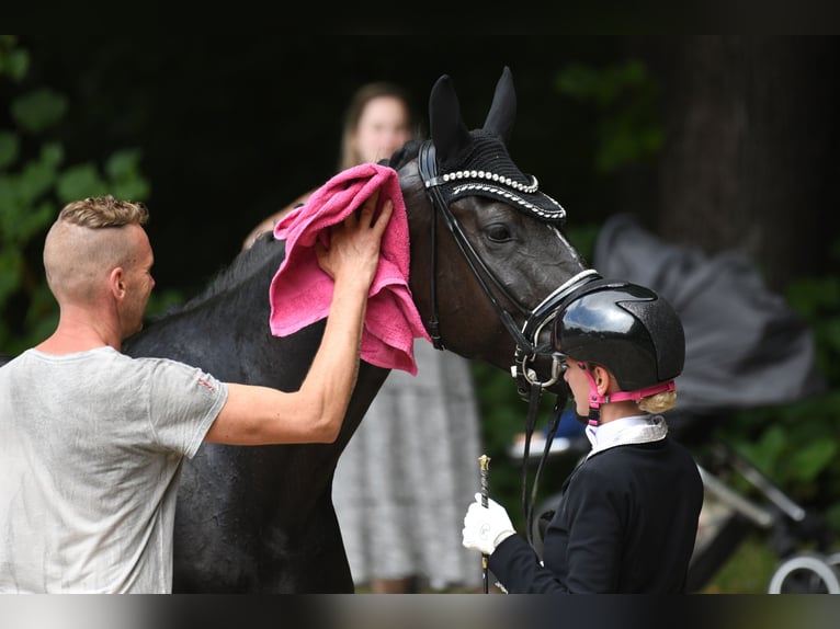 Hanoverian Mare 6 years 17 hh Smoky-Black in Greven