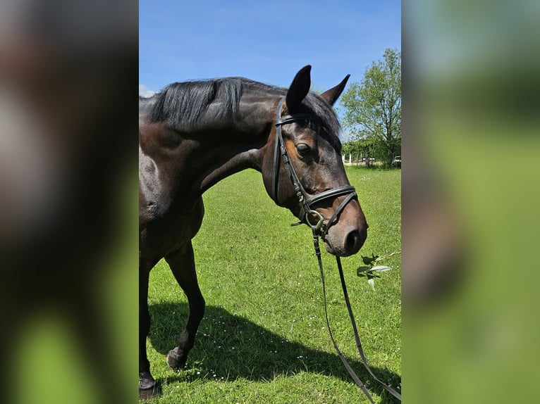 Hanoverian Mare 6 years 17 hh Smoky-Black in Geseke