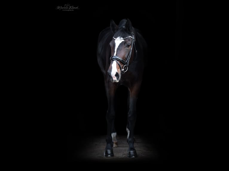 Hanoverian Mare 6 years 17,1 hh Bay-Dark in Moringen