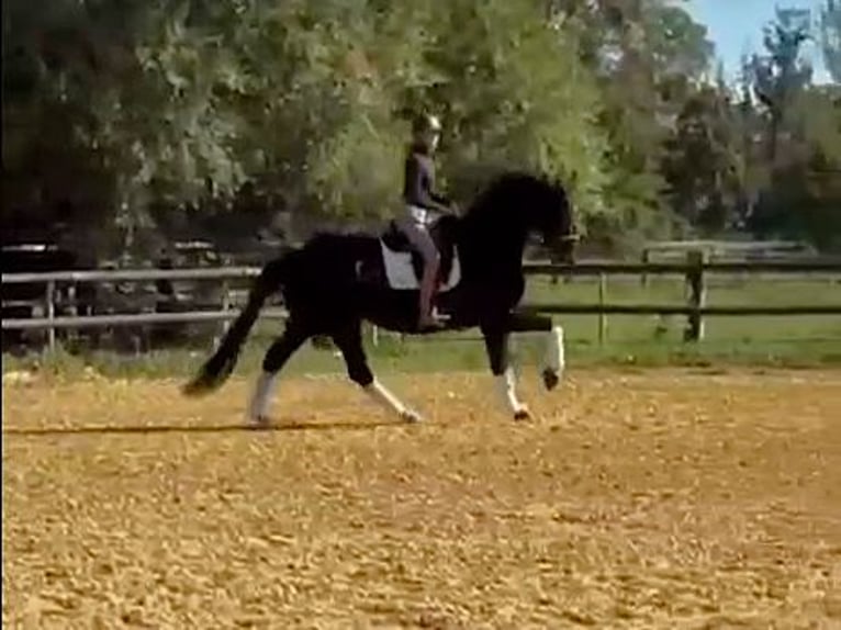 Hanoverian Mare 6 years 17,1 hh Black in Fehrbellin