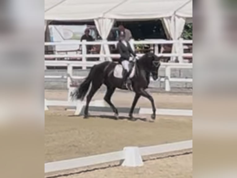 Hanoverian Mare 6 years 17,1 hh Black in Gundelfingen Hanoverian Mare 6 years 17,1 hh Black in Gundelfingen