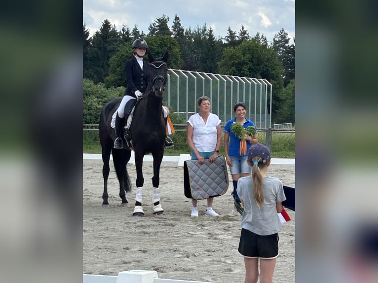 Hanoverian Mare 6 years 17,1 hh Black in Gundelfingen Hanoverian Mare 6 years 17,1 hh Black in Gundelfingen