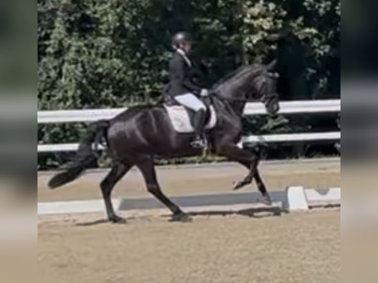 Hanoverian Mare 6 years 17,1 hh Black in Gundelfingen Hanoverian Mare 6 years 17,1 hh Black in Gundelfingen