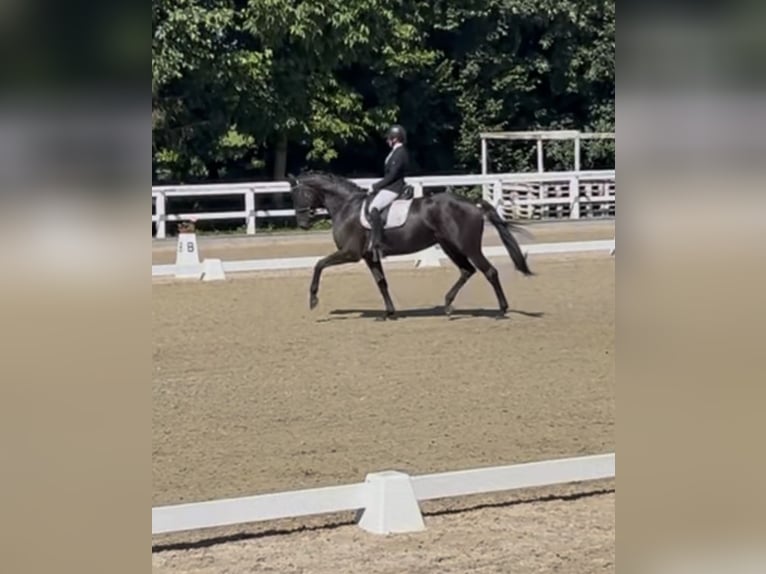 Hanoverian Mare 6 years 17,1 hh Black in Gundelfingen Hanoverian Mare 6 years 17,1 hh Black in Gundelfingen
