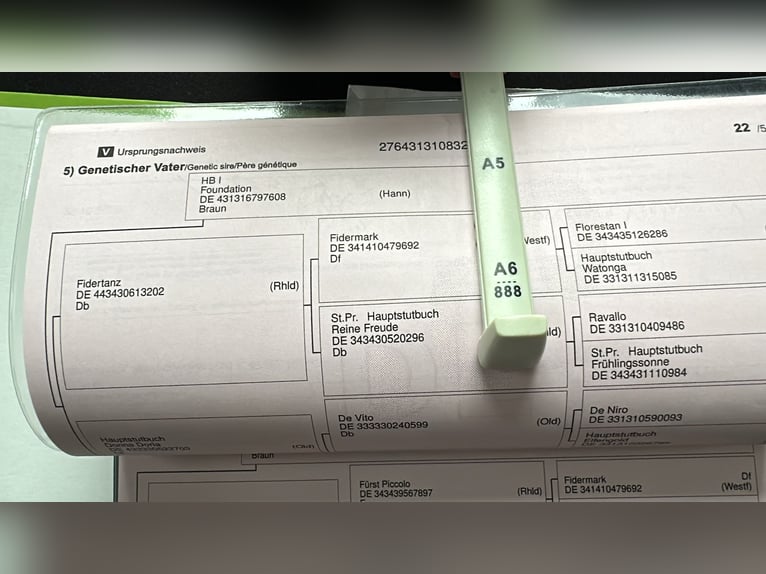 Hanoverian Mare 6 years 17,2 hh Brown in Köln