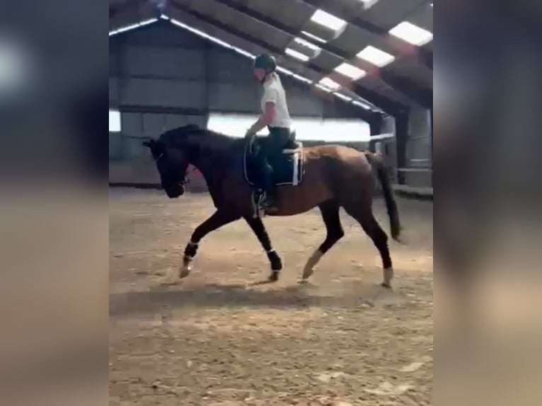 Hanoverian Mare 6 years 18 hh Chestnut in Gro&#xDF;heide