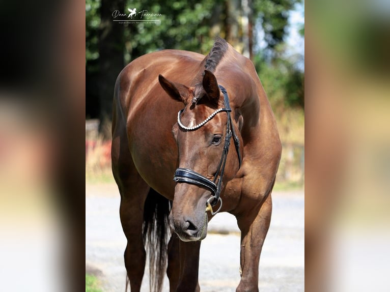 Hanoverian Mare 6 years 18 hh Chestnut in Gro&#xDF;heide