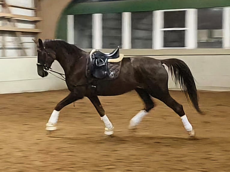 Hanoverian Mare 6 years 18 hh Chestnut in Gro&#xDF;heide