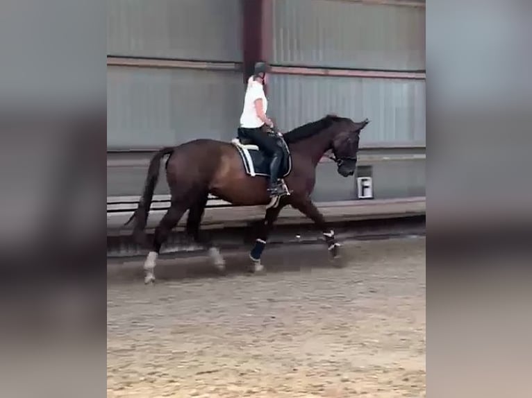 Hanoverian Mare 6 years 18 hh Chestnut in Gro&#xDF;heide