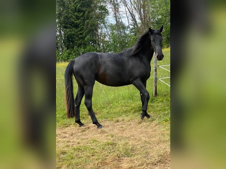 Hanoverian Mare 6 years Black in Hepstedt