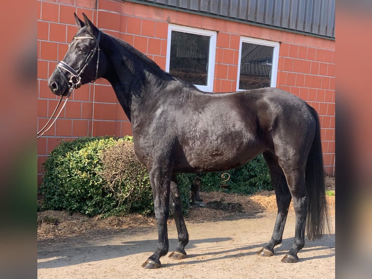 Hanoverian Mare 6 years Black in Hepstedt