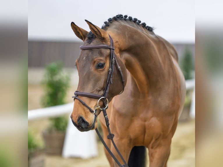 Hanoverian Mare 6 years Brown in Münster-Handorf