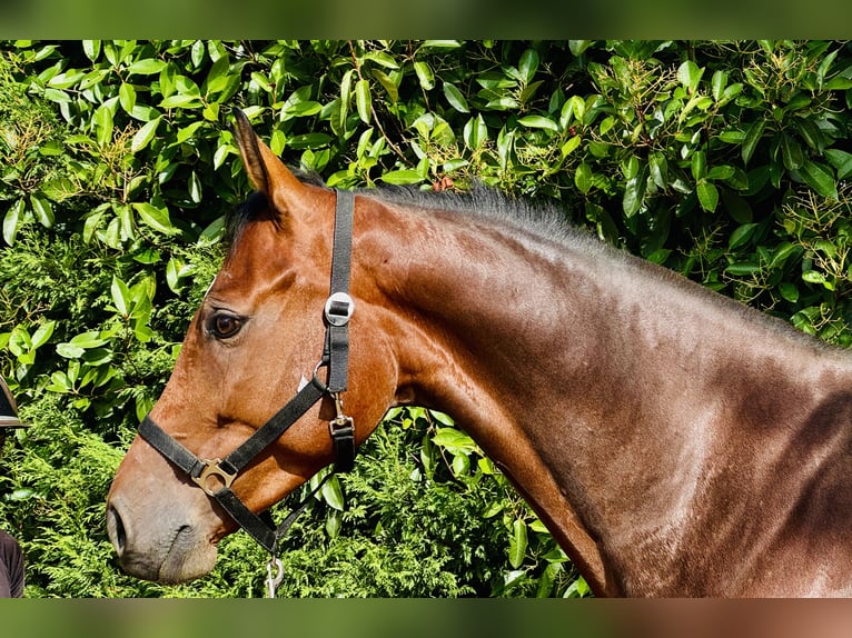 Hanoverian Mare 6 years Brown in Pressigny