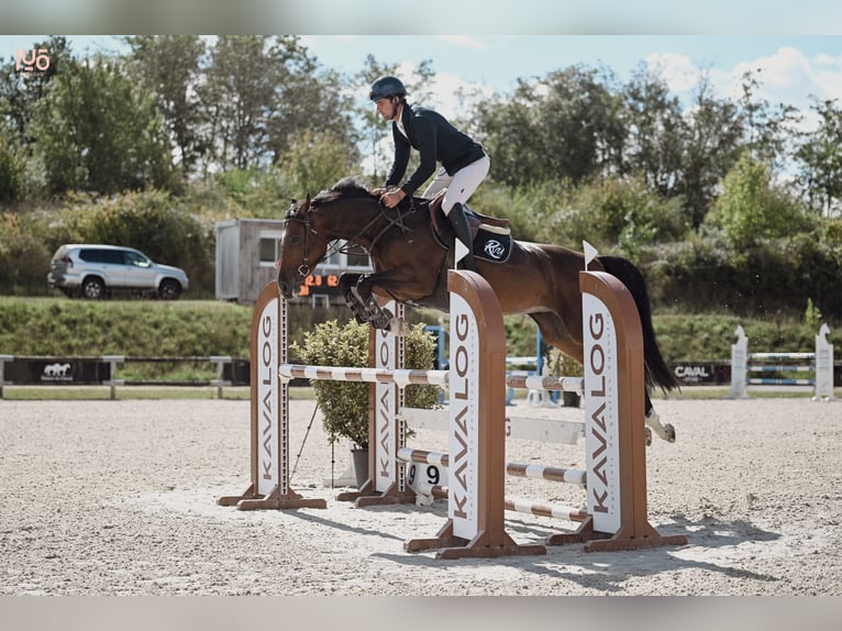 Hanoverian Mare 6 years Brown in Pressigny