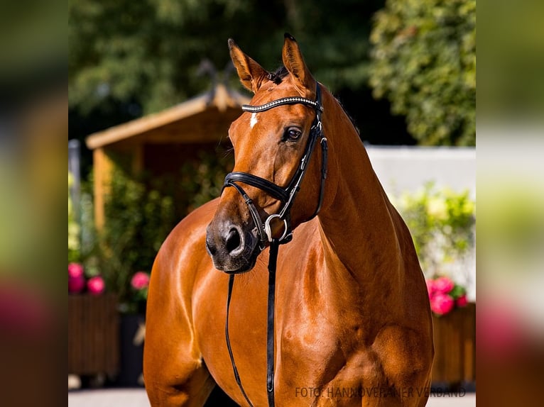 Hanoverian Mare 6 years Brown in Verden