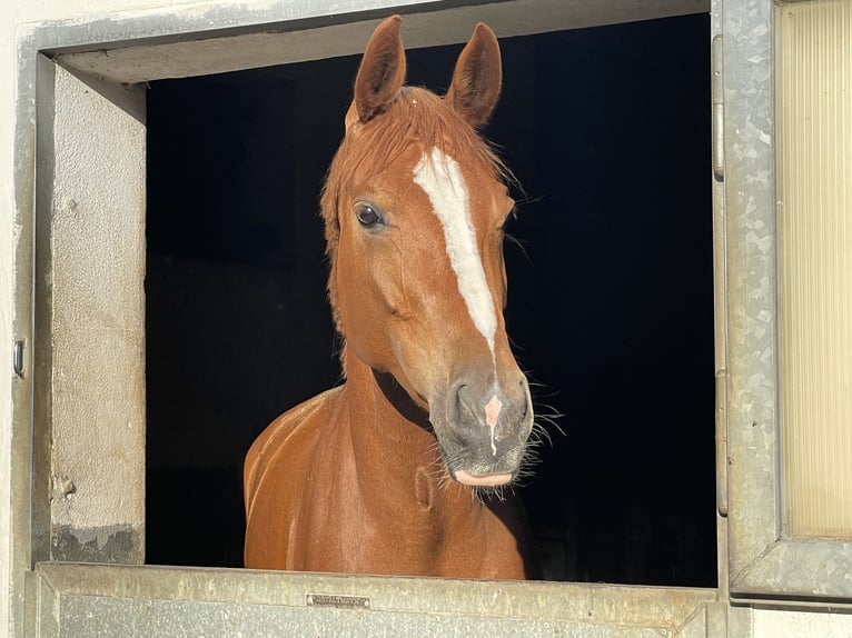 Hanoverian Mare 6 years Chestnut-Red in Bonn Hanoverian Mare 6 years Chestnut-Red in Bonn