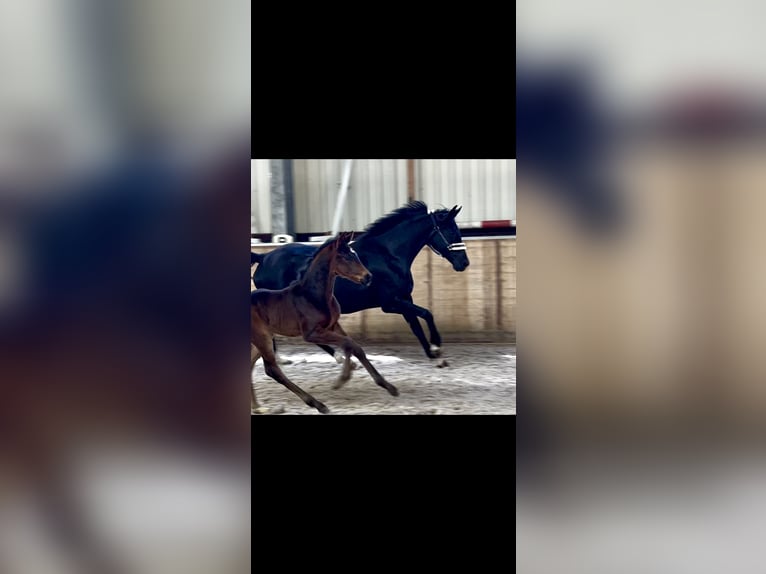 Hanoverian Mare 6 years in Hesel
