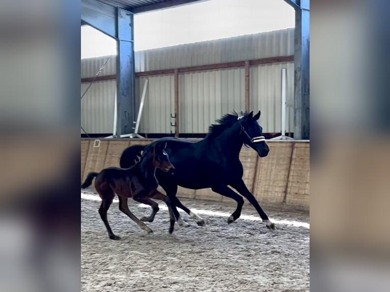 Hanoverian Mare 6 years in Hesel