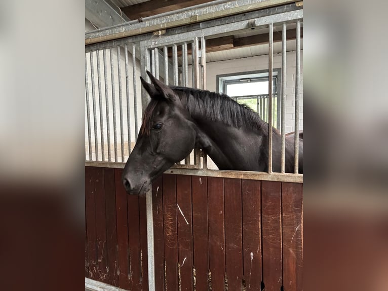 Hanoverian Mare 6 years in Hesel