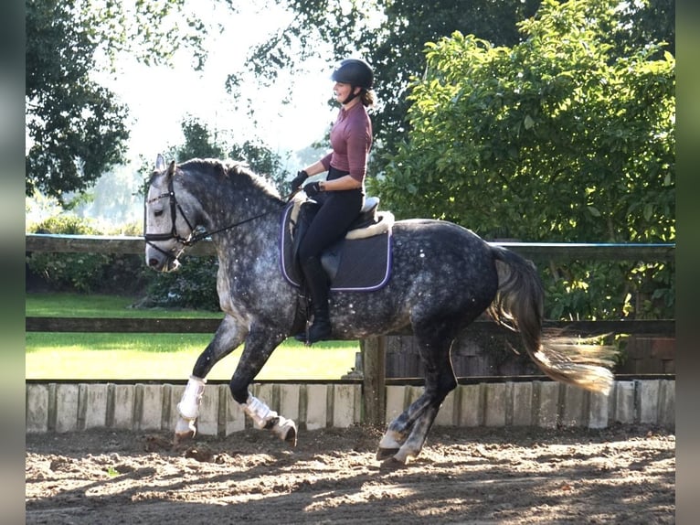Hanoverian Mare 6 years Grey in Gro&#xDF;efehn Bagband
