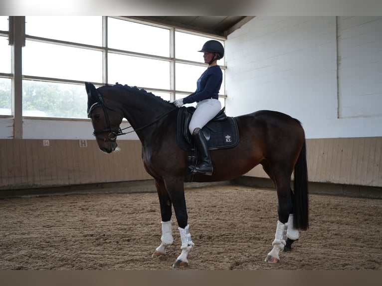 Hanoverian Mare 6 years in Glashütte